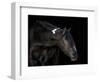 Equine Portrait IV-null-Framed Photographic Print