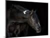 Equine Portrait IV-null-Mounted Photographic Print