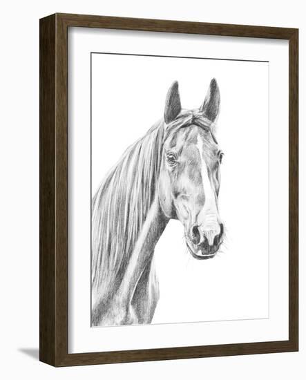 Equine Portrait Sketch I-Annie Warren-Framed Art Print