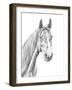 Equine Portrait Sketch I-Annie Warren-Framed Art Print