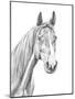 Equine Portrait Sketch I-Annie Warren-Mounted Art Print