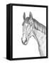 Equine Portrait Sketch II-Annie Warren-Framed Stretched Canvas