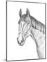 Equine Portrait Sketch II-Annie Warren-Mounted Art Print