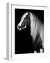 Equine Portrait VII-null-Framed Photographic Print