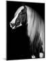 Equine Portrait VII-null-Mounted Photographic Print