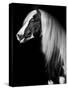 Equine Portrait VII-null-Stretched Canvas