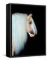 Equine Portrait VIII-null-Framed Stretched Canvas