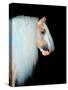 Equine Portrait VIII-null-Stretched Canvas