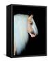 Equine Portrait VIII-null-Framed Stretched Canvas