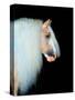 Equine Portrait VIII-null-Stretched Canvas