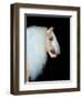 Equine Portrait VIII-null-Framed Photographic Print