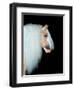 Equine Portrait VIII-null-Framed Photographic Print