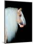 Equine Portrait VIII-null-Mounted Photographic Print