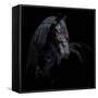 Equine Portrait XI-null-Framed Stretched Canvas