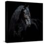 Equine Portrait XI-null-Stretched Canvas