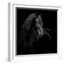 Equine Portrait XI-null-Framed Photographic Print