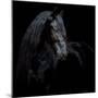 Equine Portrait XI-null-Mounted Photographic Print