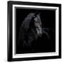 Equine Portrait XI-null-Framed Photographic Print