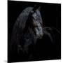 Equine Portrait XI-null-Mounted Photographic Print
