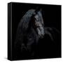 Equine Portrait XI-null-Framed Stretched Canvas