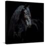 Equine Portrait XI-null-Stretched Canvas