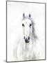 Equine Portrait-Janie Howe-Mounted Giclee Print