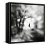 Equinox-Hengki Lee-Framed Stretched Canvas