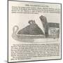 Equipment Queen Victoria's Skates Manufactured by Marsden Brothers and Silverwood of Sheffield-null-Mounted Art Print