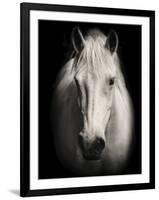 Equus 1-THE Studio-Framed Giclee Print