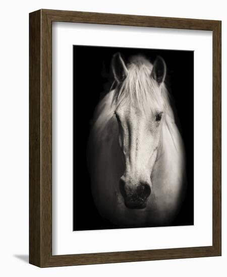 Equus 1-THE Studio-Framed Giclee Print