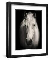 Equus 1-THE Studio-Framed Giclee Print