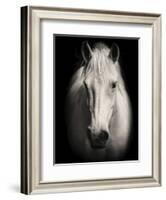 Equus 1-THE Studio-Framed Giclee Print