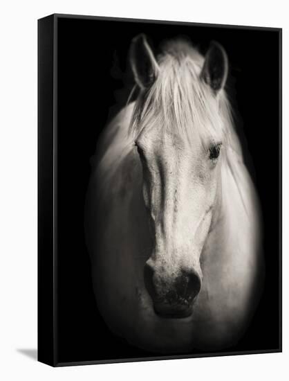 Equus 1-THE Studio-Framed Stretched Canvas