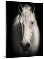 Equus 1-THE Studio-Stretched Canvas