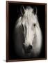 Equus 1-THE Studio-Framed Giclee Print