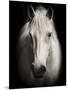 Equus 1-THE Studio-Mounted Giclee Print