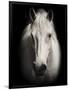 Equus 1-THE Studio-Framed Giclee Print