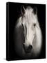 Equus 1-THE Studio-Framed Stretched Canvas