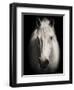 Equus 1-THE Studio-Framed Premium Giclee Print