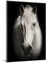 Equus 1-THE Studio-Mounted Premium Giclee Print