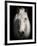 Equus 1-THE Studio-Framed Premium Giclee Print