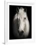 Equus 1-THE Studio-Framed Giclee Print