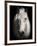 Equus 1-THE Studio-Framed Giclee Print