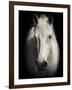 Equus 1-THE Studio-Framed Giclee Print