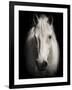 Equus 1-THE Studio-Framed Giclee Print