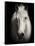 Equus 1-THE Studio-Framed Stretched Canvas