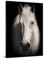 Equus 1-THE Studio-Stretched Canvas