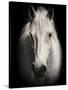 Equus 1-THE Studio-Stretched Canvas