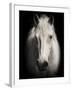 Equus 1-THE Studio-Framed Giclee Print