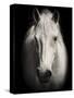 Equus 1-THE Studio-Stretched Canvas